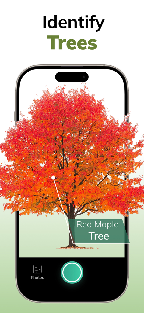Tree Identifier AI: ID Trees - Tree Identifier AI mobile app interface showing a red maple tree being identified through the camera lens