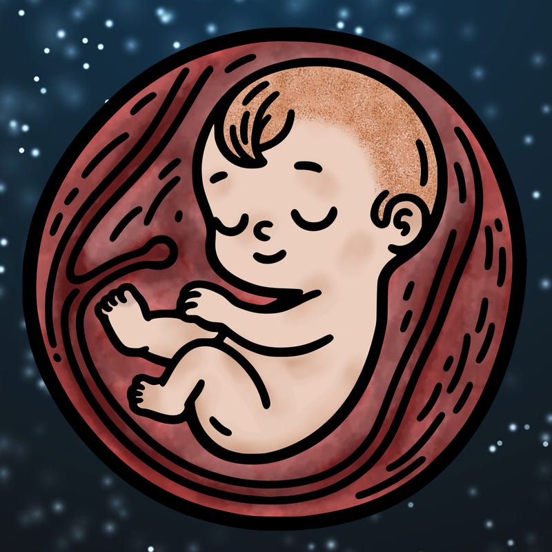 baby in the womb