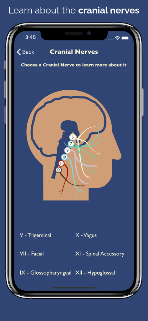 Anatomical diagram of cranial nerves involved in swallowing for clinical assessment in the Dysphagia Therapy app