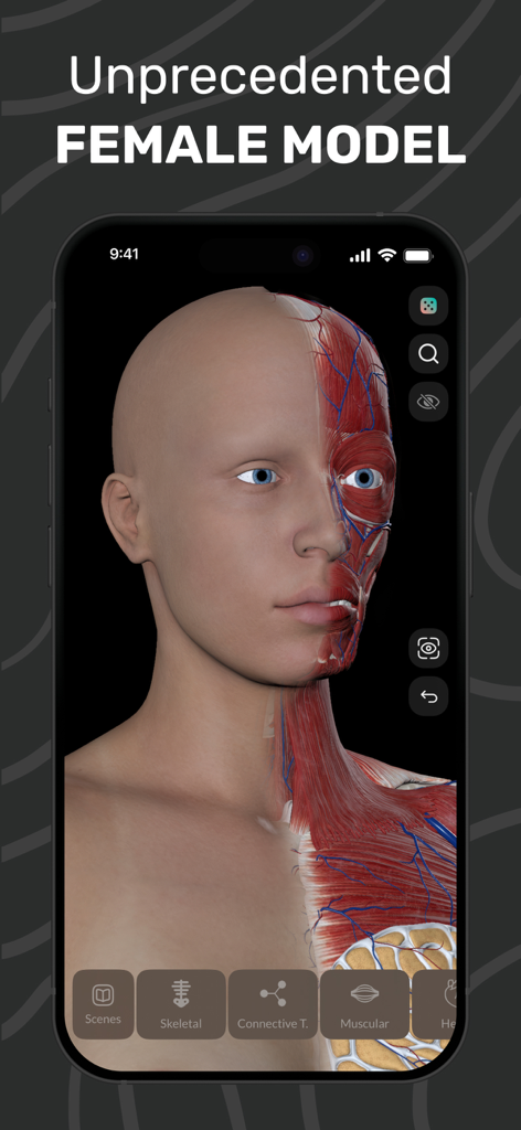 3D female head model showing detailed muscular and vascular anatomy