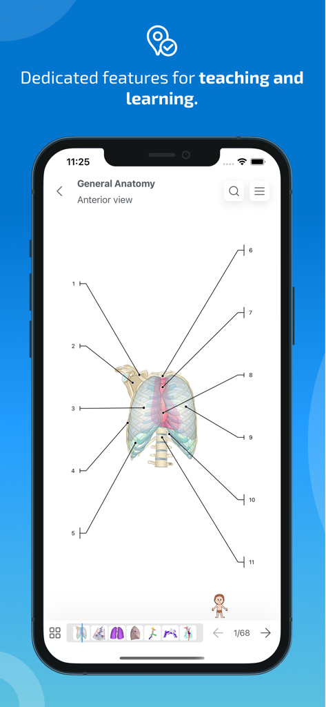 Diagrama anatômico do tórax com rótulos numerados no aplicativo IMAIOS e-Anatomy.