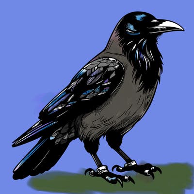 realistic crow