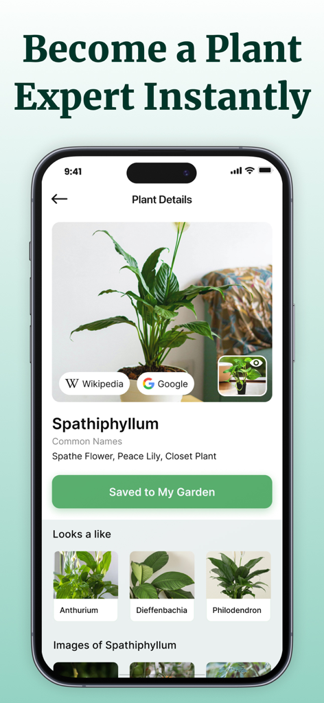 Écran de l'application Plant Net montrant les détails botaniques et les espèces similaires pour une plante Spathiphyllum.