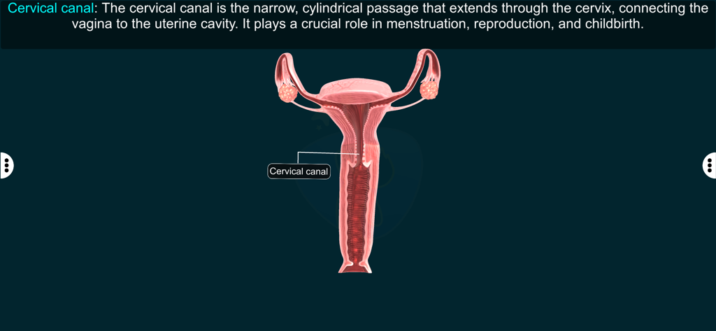 Female Repro Sys - EduTech Era - Anatomical 3D model of the female reproductive system with the cervical canal highlighted and labeled