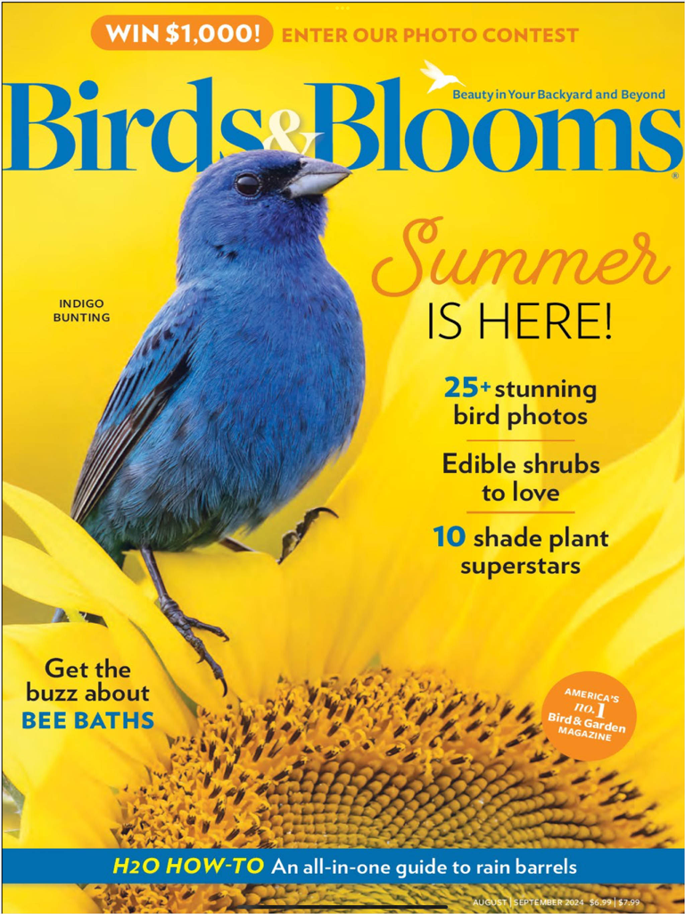 Birds & Blooms - Birds and Blooms magazine summer cover featuring a vibrant blue Indigo Bunting bird perched on a yellow sunflower.