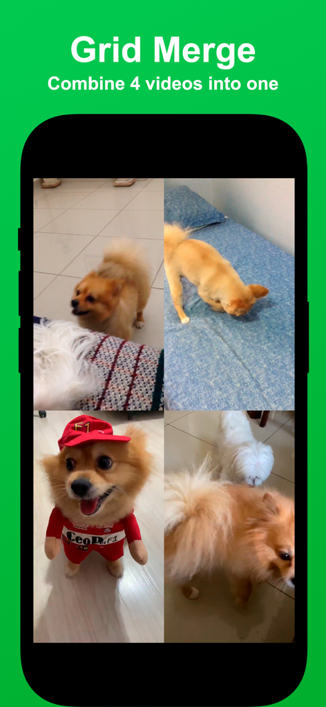 Una pantalla móvil que muestra la función de Unión de Cuadrícula con cuatro vídeos de perros combinados en un solo diseño de cuadrícula