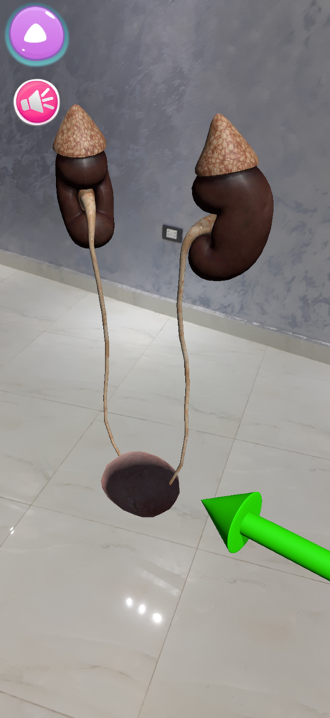 Augmented reality view of the human urinary system showing kidneys in a 3D model