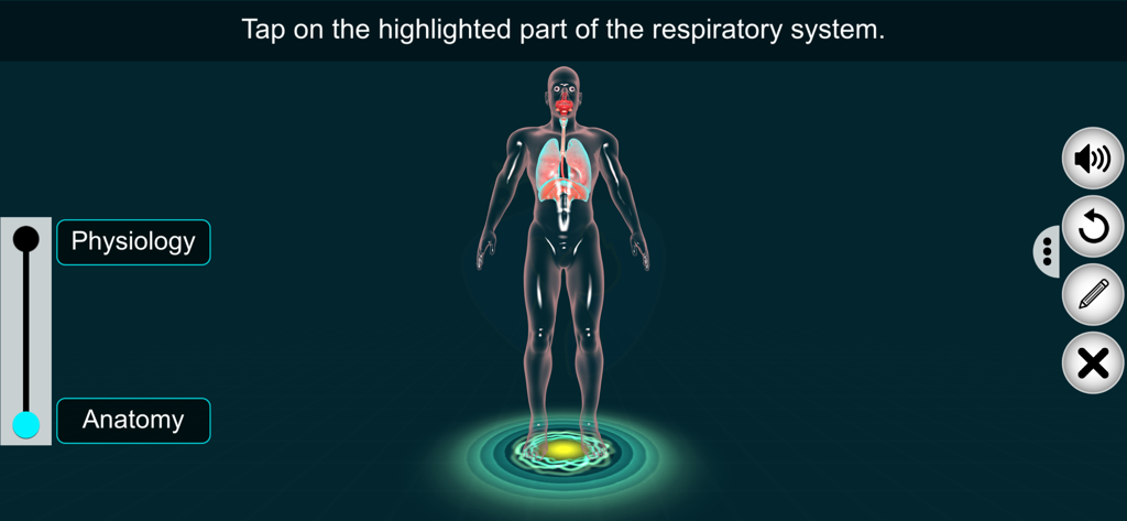 Respiratory Sys - EduTech Era - Diagrama interactivo del sistema respiratorio humano para el aprendizaje de anatomía y fisiología