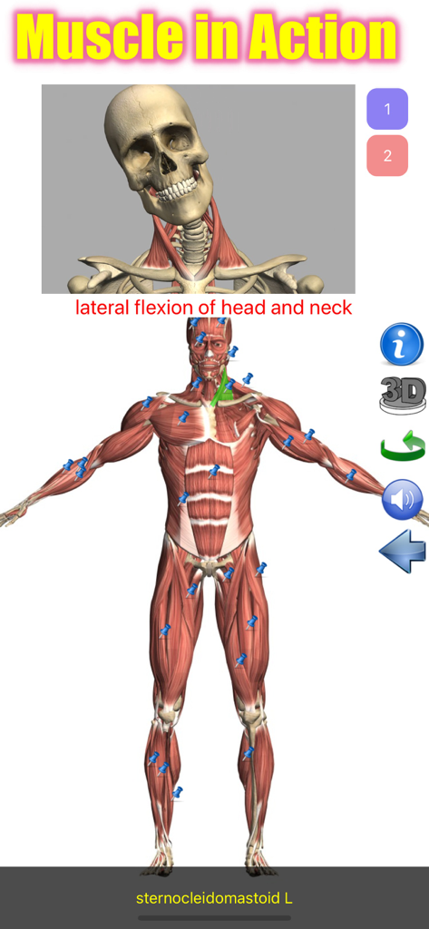 Visual Anatomy Lite - Interactive muscle action demonstration showing lateral neck flexion in the Visual Anatomy Lite app.