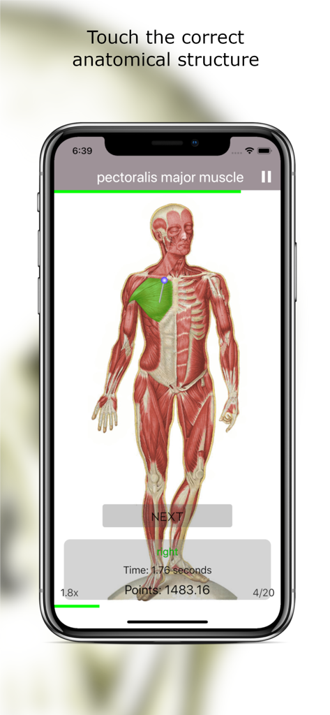 Anatomy Quiz Lite - Anatomy Quiz Lite app interface showing a muscle identification quiz for the pectoralis major