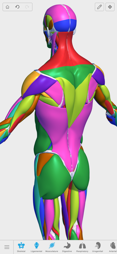 Visual Anatomy 3D - Human Body - Modelo de cuerpo humano interactivo 3D que muestra músculos codificados por colores desde una vista posterior