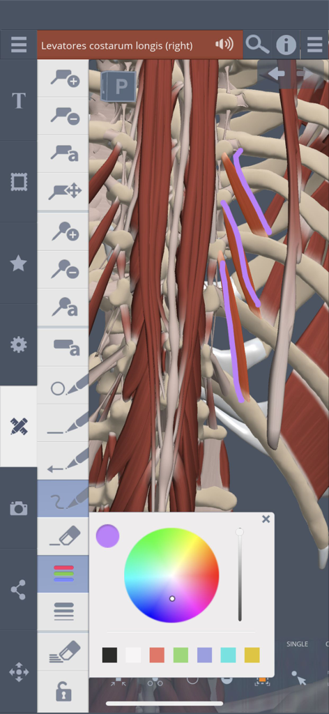 Primal's 3D Spine - Un modello anatomico 3D dettagliato dei muscoli spinali nell'app Colonna vertebrale 3D di Primal con uno strumento di disegno attivo e un selettore di colori per annotazioni mediche.