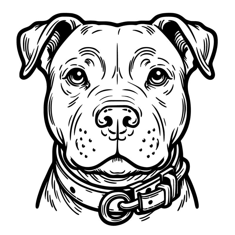 pit bull