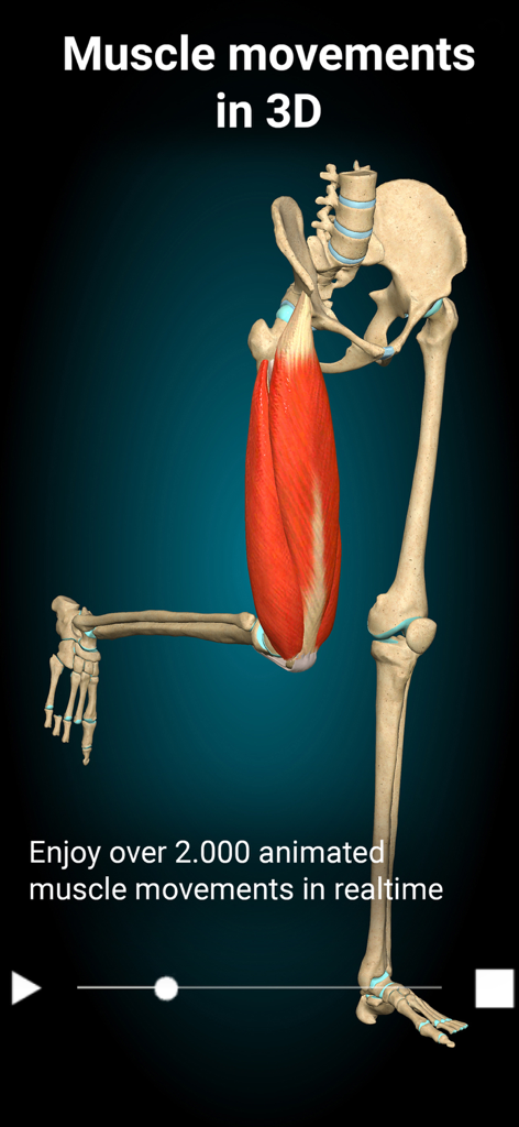 Anatomy Learning - 3D Anatomy - 3D visualization of animated human leg muscle movements in the Anatomy Learning app