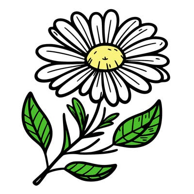 daisy