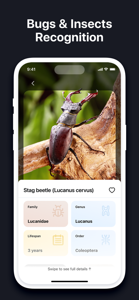 EveryScan・Identifier & AI Lens - Interfaccia dell'identificatore di insetti dell'app EveryScan che mostra i dettagli di classificazione per uno scarabeo cervo.