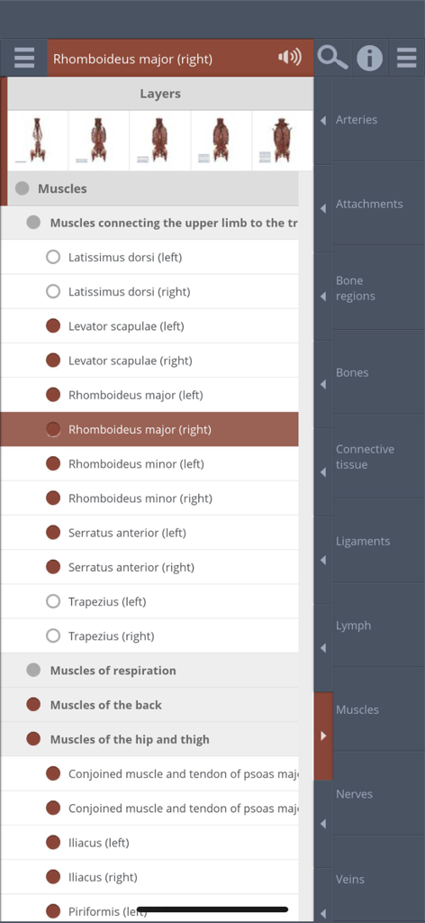 Primal's 3D Spine - Un menu nell'app Colonna vertebrale 3D di Primal che mostra i livelli anatomici e un elenco dettagliato di muscoli, tra cui il Romboidale maggiore.