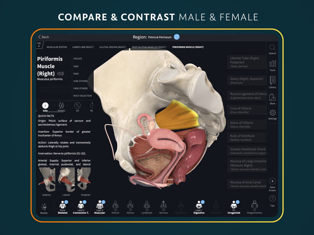 Complete Anatomy for iPad - Complete Anatomy 앱에 구현된 여성 골반 및 이상근의 상세한 3D 모델