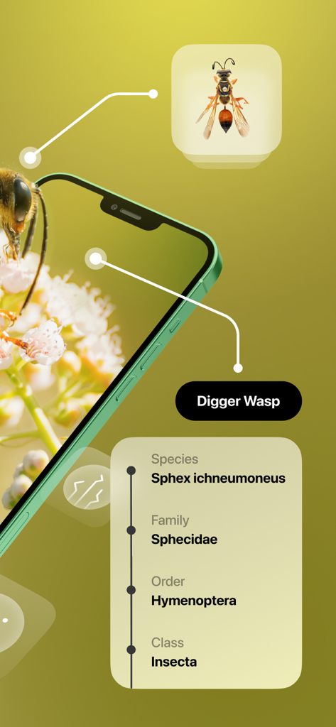 Insect Identifier - Utilities App | MWM