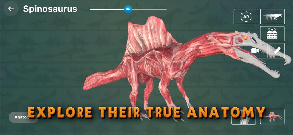3D Dinopedia: Paleontology - A detailed 3D model of a Spinosaurus showing its muscular anatomy in the 3D Dinopedia app
