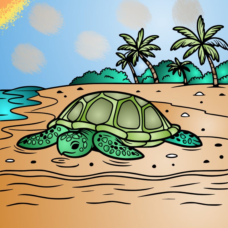 turtle in beach water