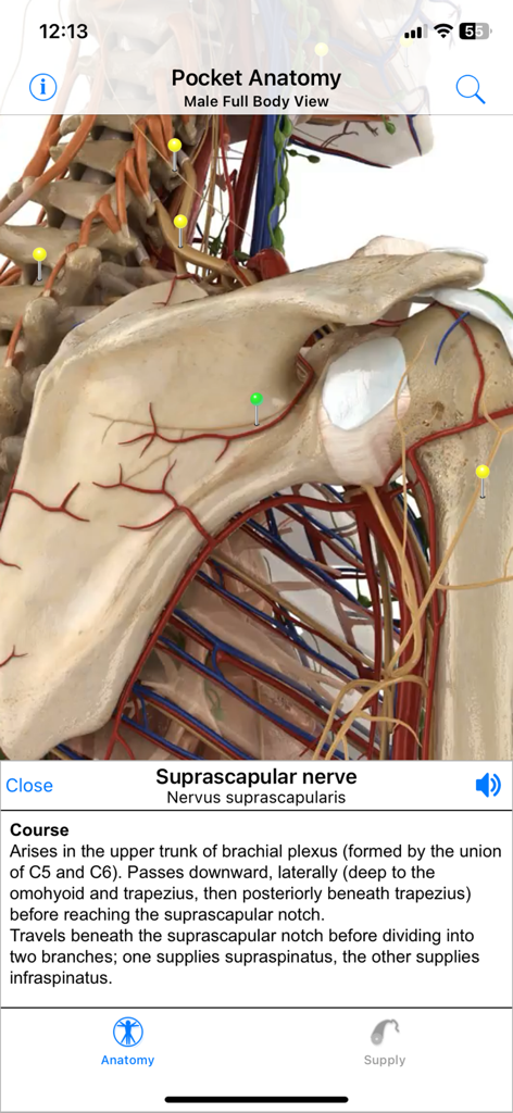 Una vista anatómica 3D detallada del hombro humano y el nervio supraescapular dentro de la aplicación móvil Pocket Anatomy