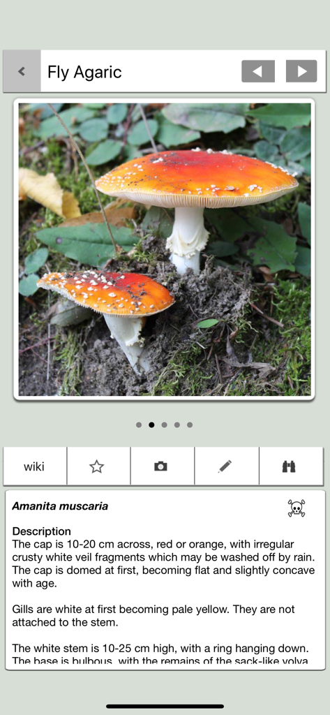 Mushrooms & other Fungi UK - Detailed identification screen for the Fly Agaric mushroom with scientific description and toxicity warning