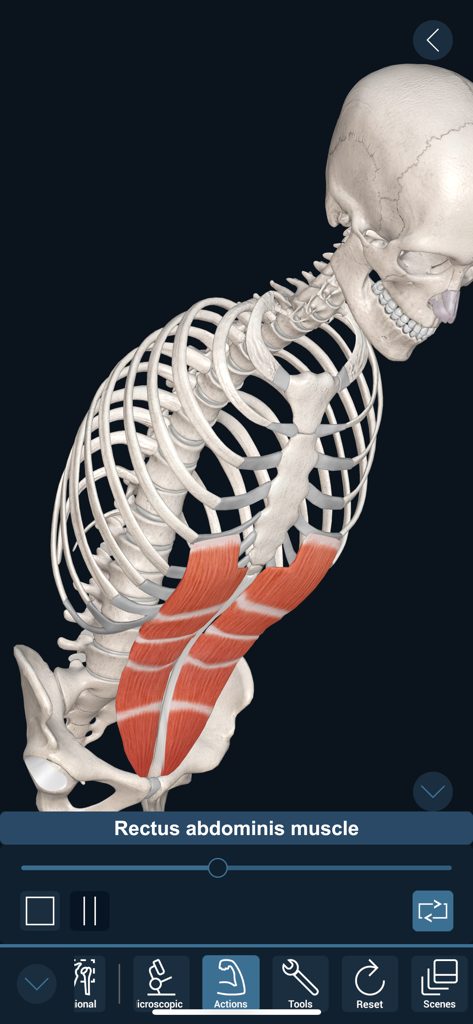 3D Organon - A 3D anatomical model of a human skeleton highlighting the rectus abdominis muscle.