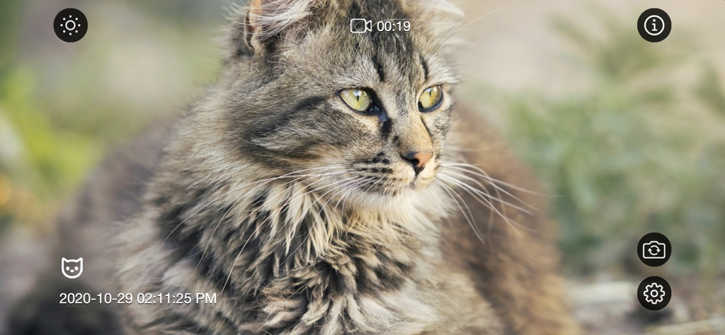 Screenshot of the Motion Detector Camera app recording a cat with motion detection indicators and timestamp