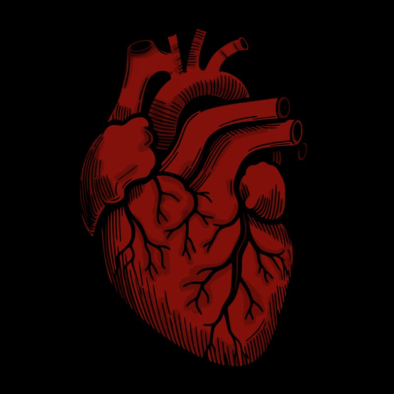a realistic human heart
