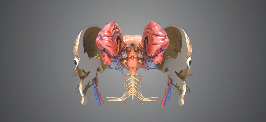 3D virtual reality anatomical model showing the human brain and skull
