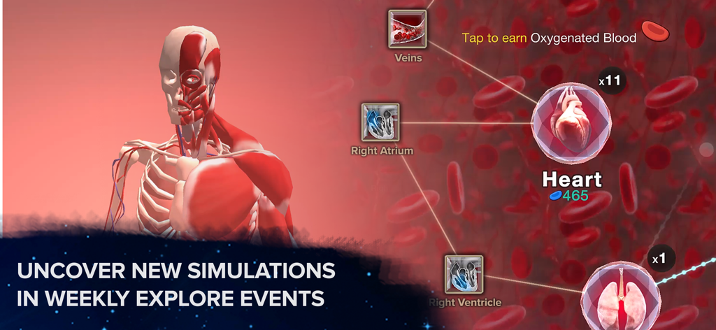 A human anatomy simulation screen in the Cell to Singularity app showing a 3D skeletal and muscle model with a heart evolution path.