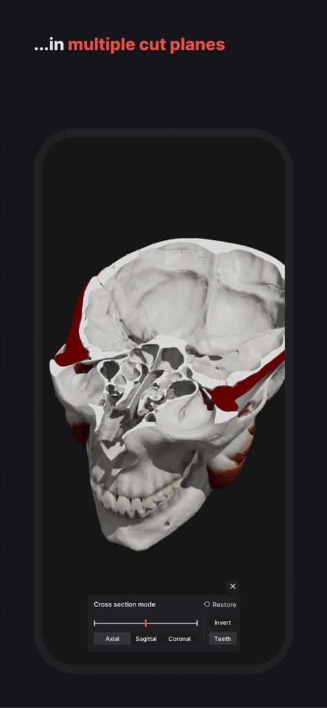 Ein 3D-anatomisches Modell eines menschlichen Schädels, das eine axiale Querschnittsansicht in der mobilen App Schädel, Zähne & Kiefergelenk zeigt.
