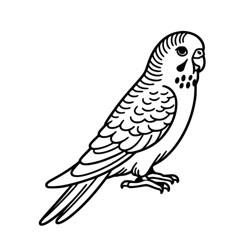parakeet
