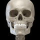 Skeleton 3D Anatomy