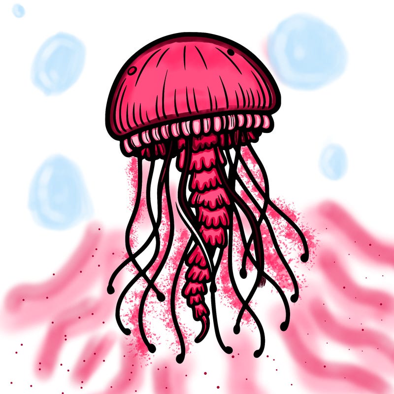 jellyfish