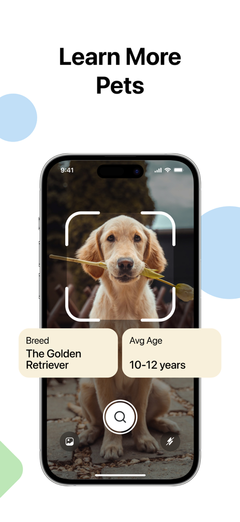 A smartphone using the Lens app to identify a Golden Retriever dog breed and its average life span.