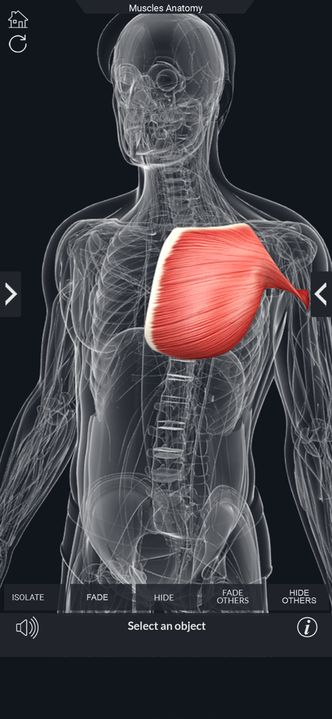 Modelo de anatomia humana 3D com o músculo peitoral maior destacado em vermelho.