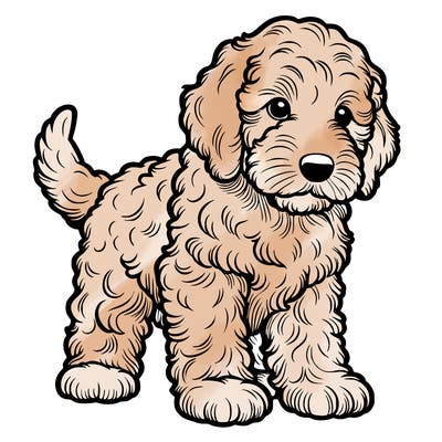 realistic labradoodle puppy
