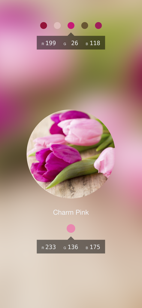 Color Lens 앱이 튤립 사진에서 Charm Pink 색상 코드를 식별하고 있습니다.