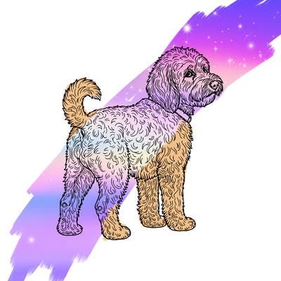 goldendodle dog