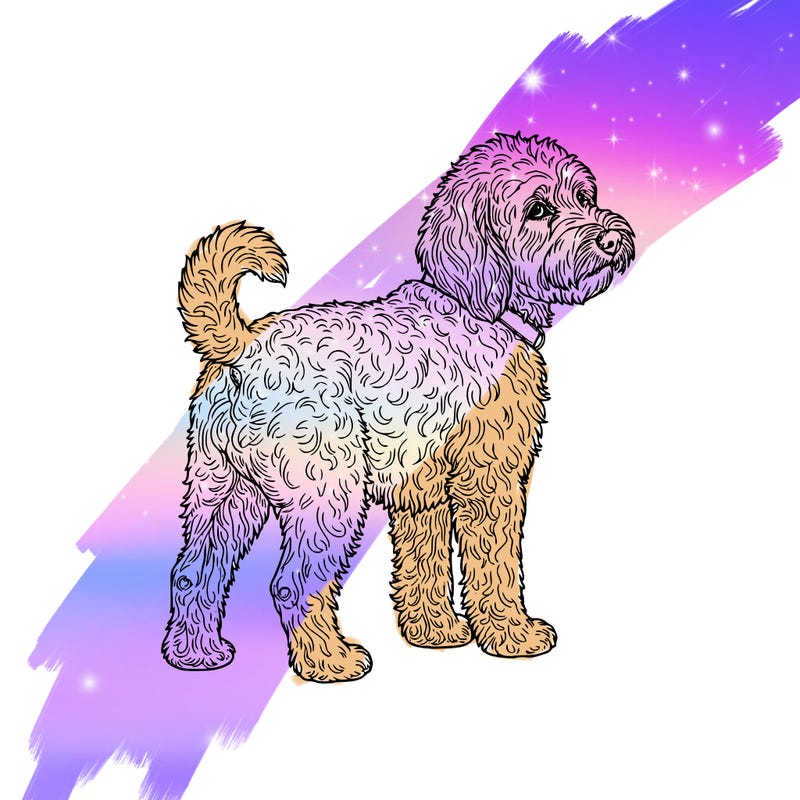 goldendodle dog