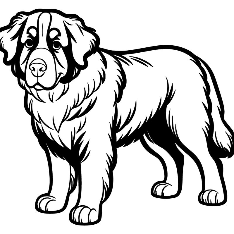 bernise mountain dog