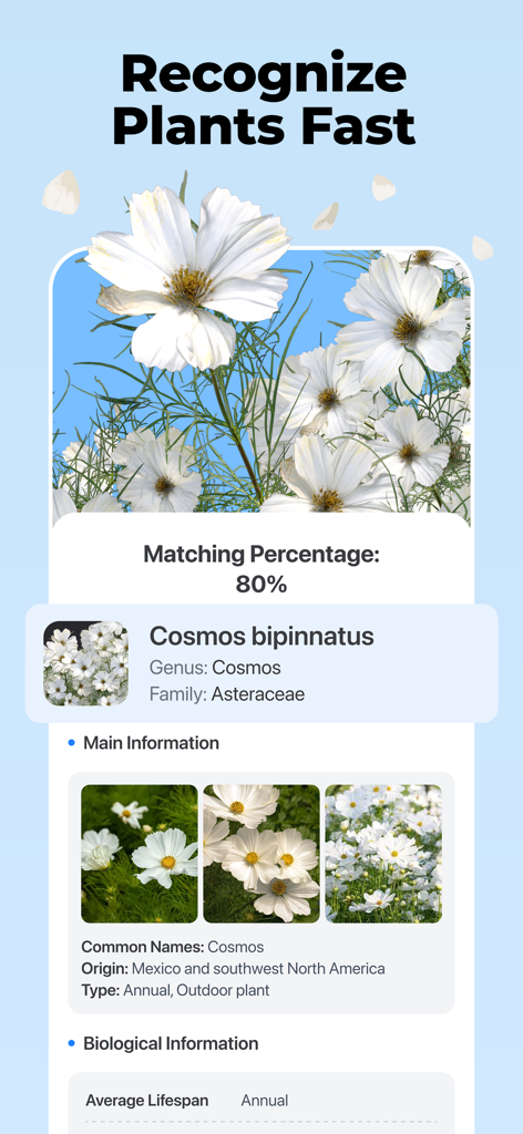Lens AI: Scan & Identify All - Aplicación Lens AI identificando una flor de cosmos blanca con información botánica y porcentaje de coincidencia
