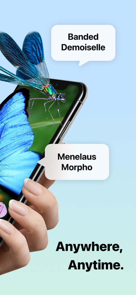 Picture Insect: Bug Identifier - Uma pessoa usando um smartphone para identificar uma borboleta Morpho de Menelaus e uma libélula Demoiselle Listrada com o aplicativo Picture Insect.