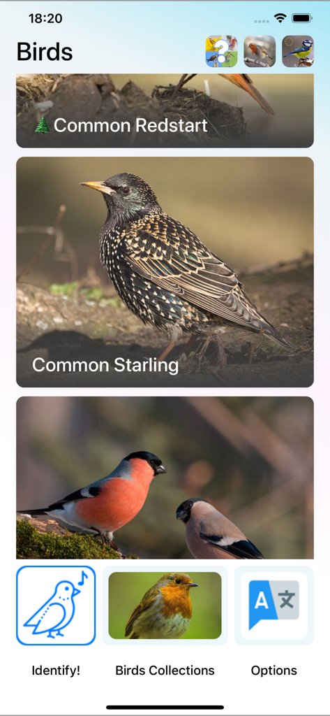 Bird Song/Photo Identification - Tela mostrando uma lista de pássaros europeus com fotos no aplicativo de identificação de canto de pássaros