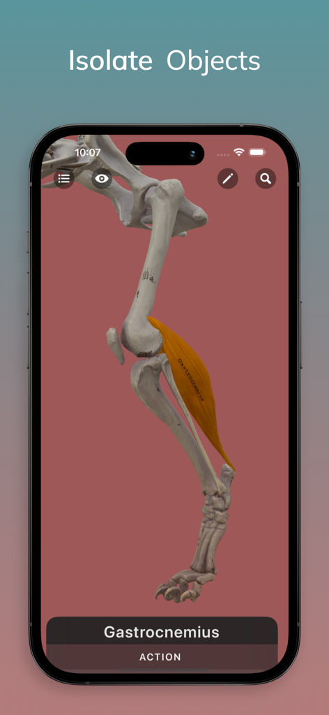 Una vista 3D de la pata trasera del esqueleto de un león resaltando el músculo gastrocnemio en la aplicación Anatomía de León para Artistas.