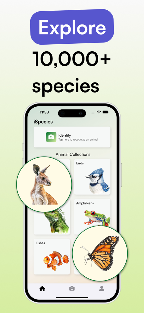 Animal Identifier - iSpecies - O aplicativo iSpecies mostrando coleções de animais e categorias de identificação de espécies