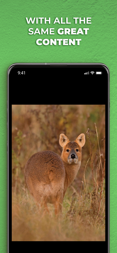 The Field Magazine INT - Smartphone screen showcasing a high-quality wildlife photo of a water deer in a field