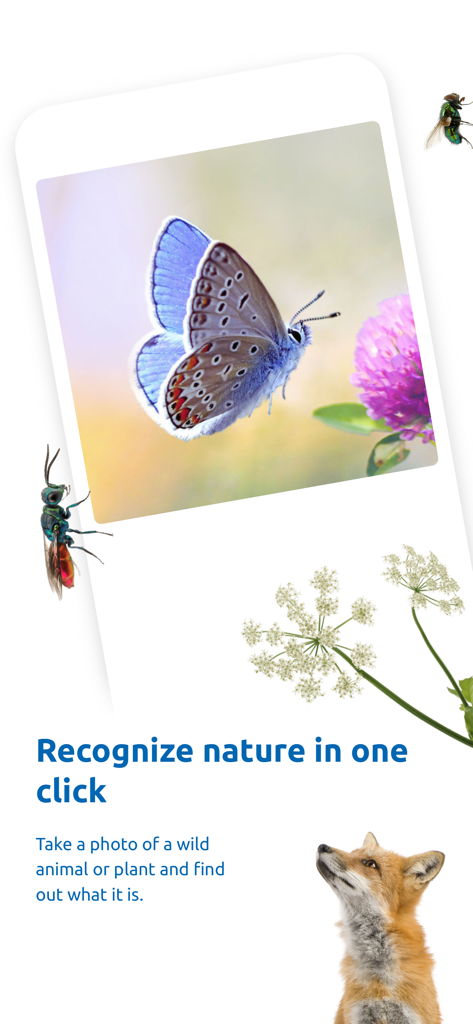 ObsIdentify - App screen featuring a blue butterfly and a fox illustrating nature identification features